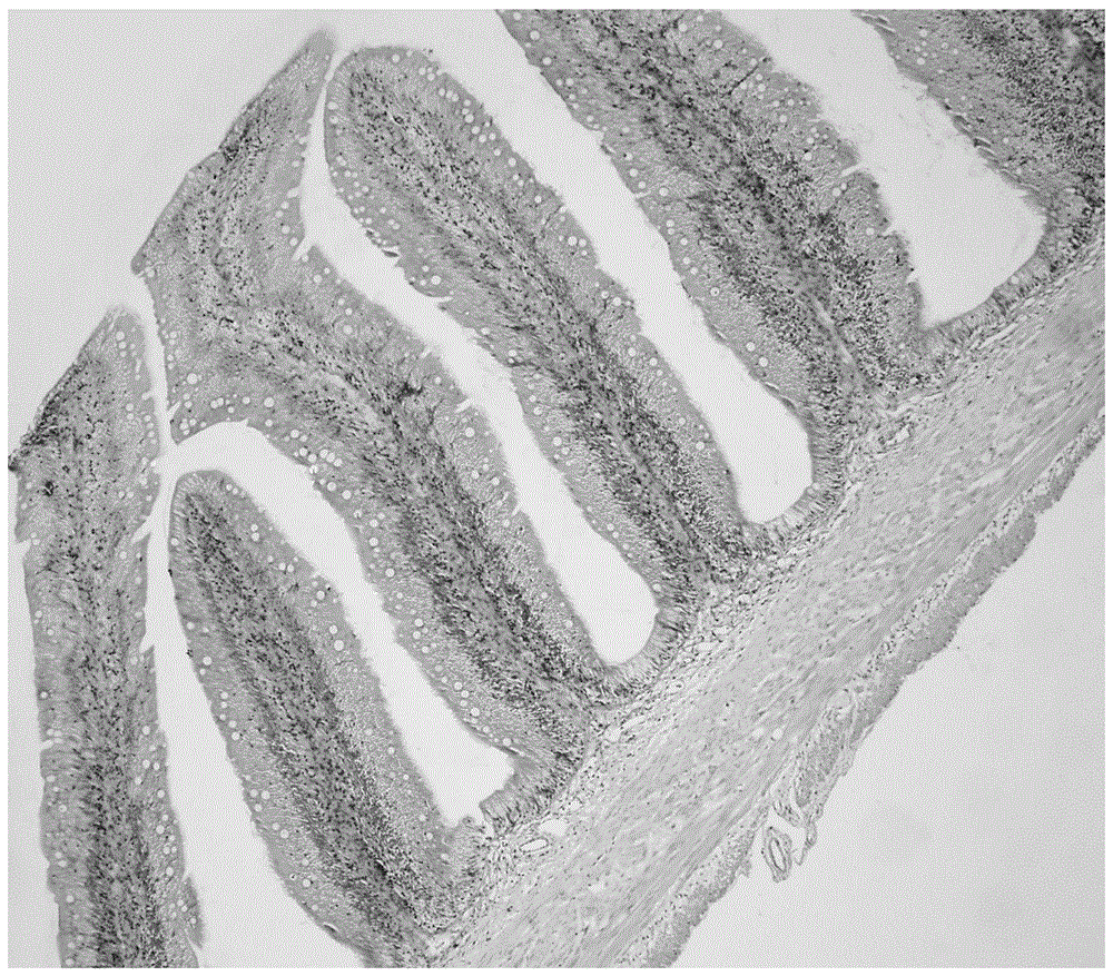 Method for establishing gossypol induced fish enteritis model