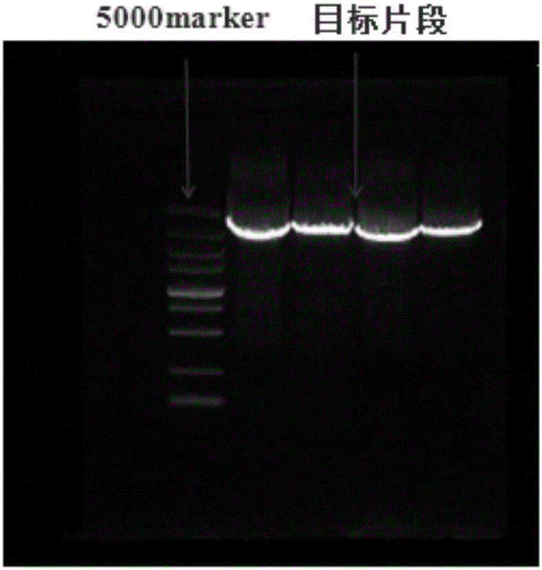 Application of scatophagus argus vitellogenin gene to detection of water area environmental hormones