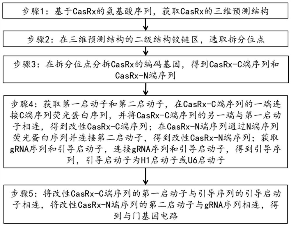 AND gate gene circuit and method for acquiring AND gate gene circuit