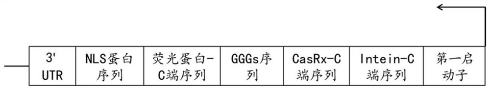 AND gate gene circuit and method for acquiring AND gate gene circuit