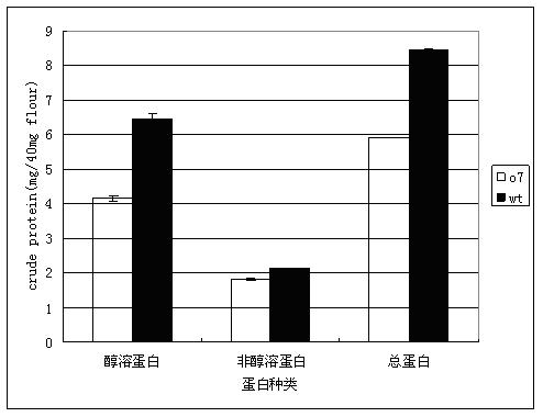 Molecular marker for high lysine maize Opaque7 gene and application thereof