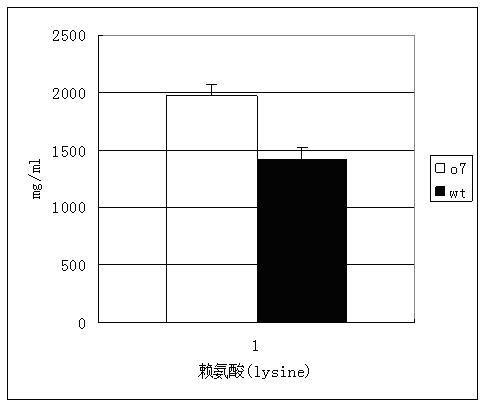 Molecular marker for high lysine maize Opaque7 gene and application thereof