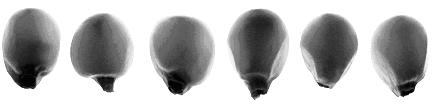 Molecular marker for high lysine maize Opaque7 gene and application thereof