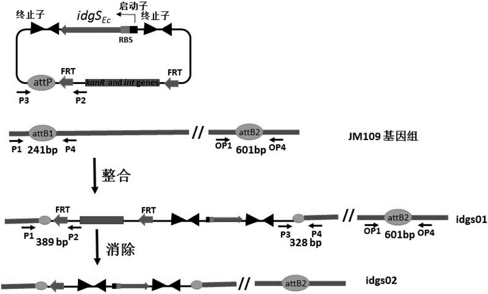 Recombinant cell screening system and building method thereof