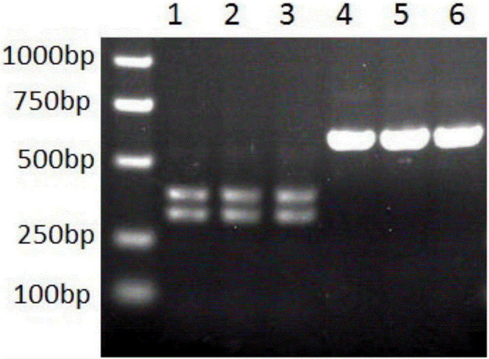 Recombinant cell screening system and building method thereof