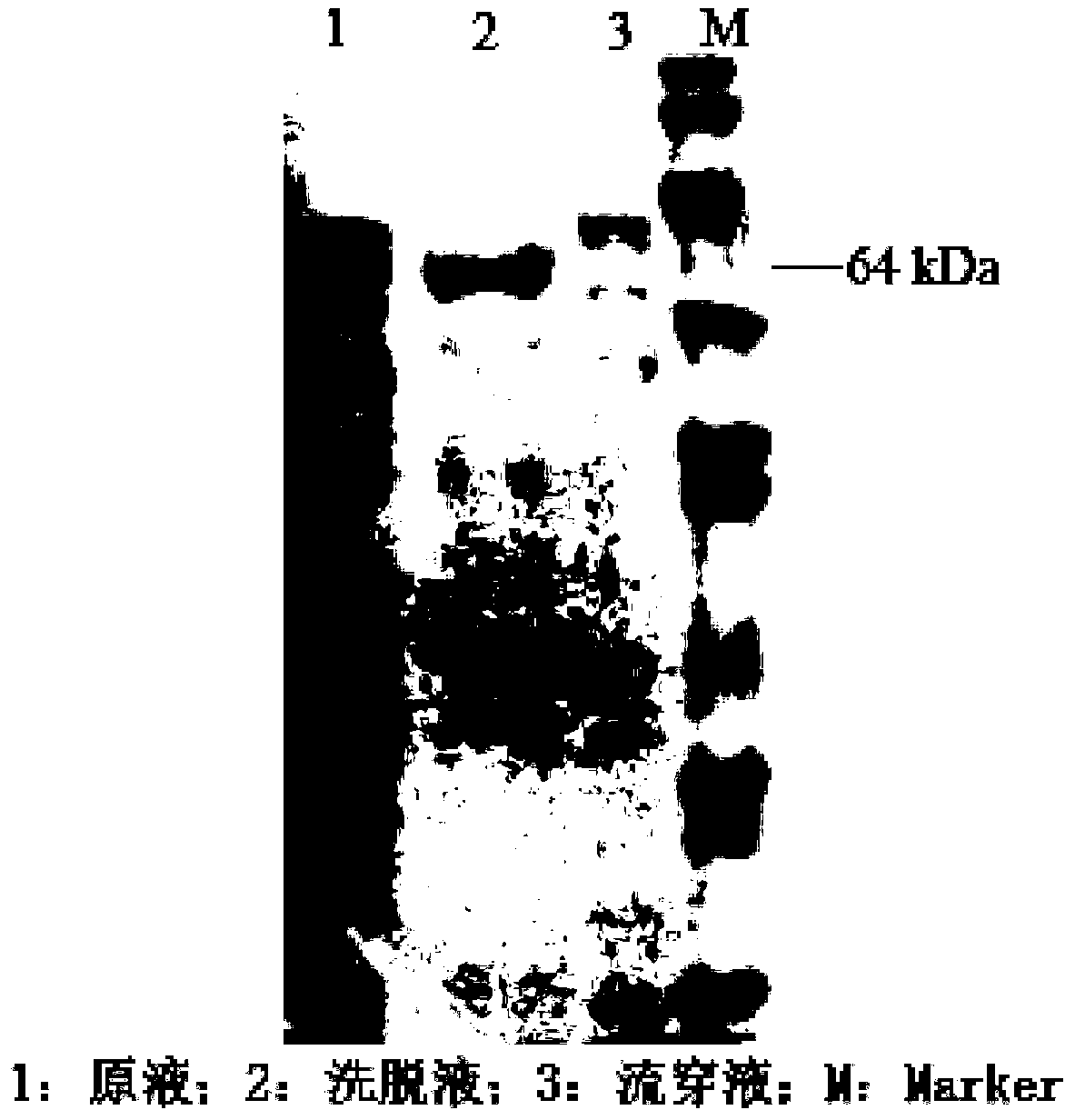 Purification method of virus-like particles of porcine parvovirus and application of purification method