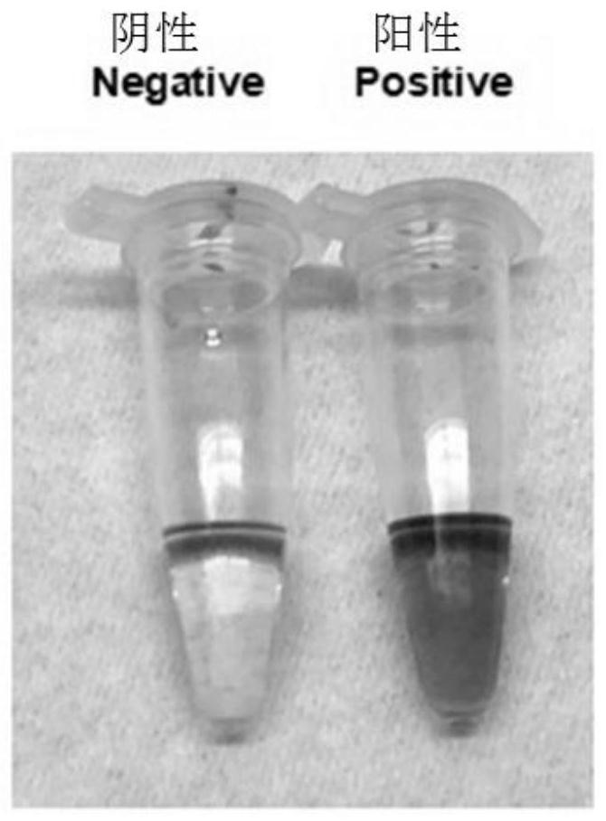 Novel coronavirus rapid PCR detection primer group, detection device and application thereof