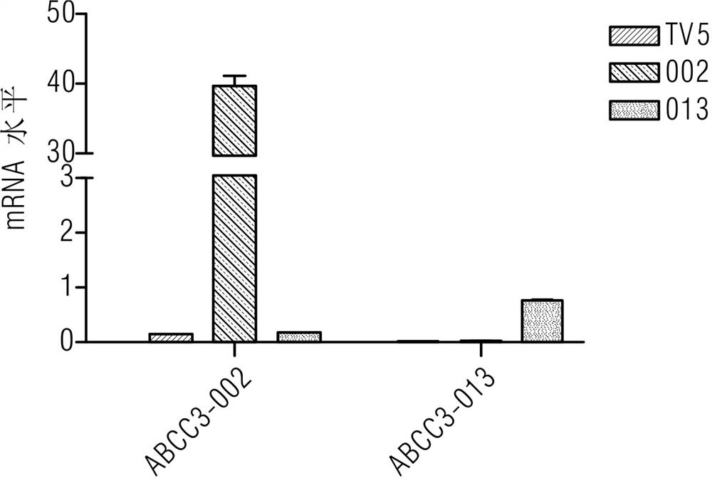 Application of abcc3-013 mRNA in the preparation of a kit for detecting clopidogrel resistance and its kit