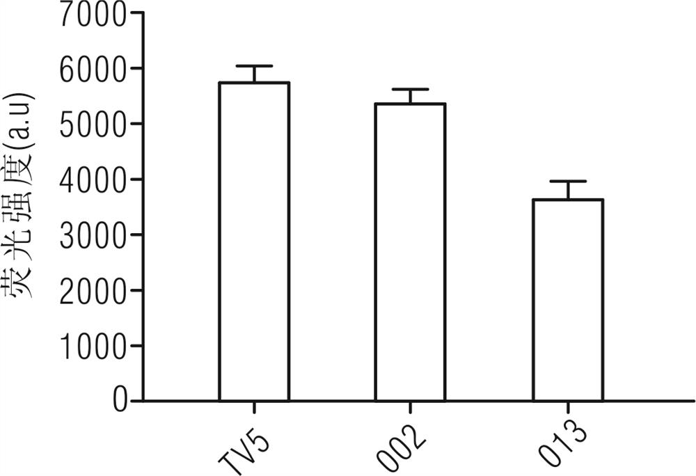 Application of abcc3-013 mRNA in the preparation of a kit for detecting clopidogrel resistance and its kit