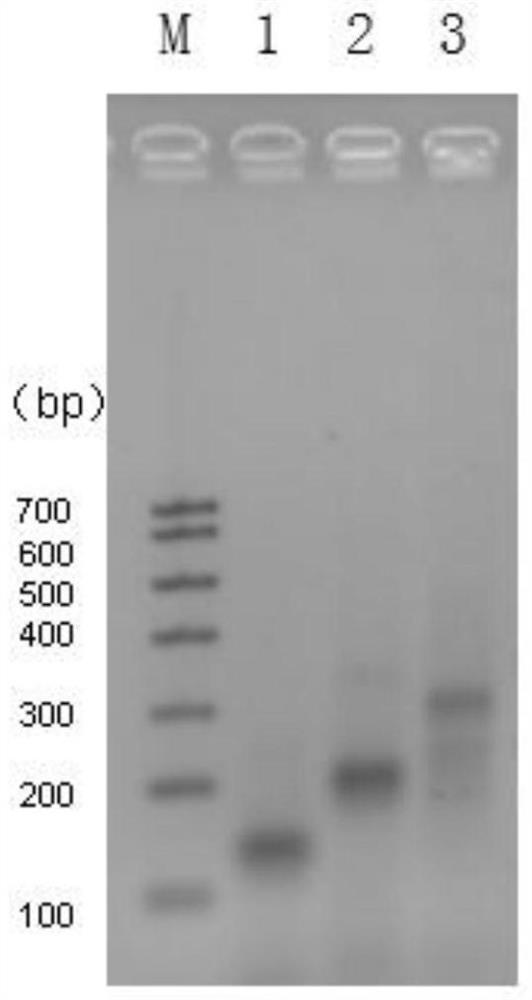 Multi-branched nucleic acid nano-silver fluorescent clusters, preparation method and application