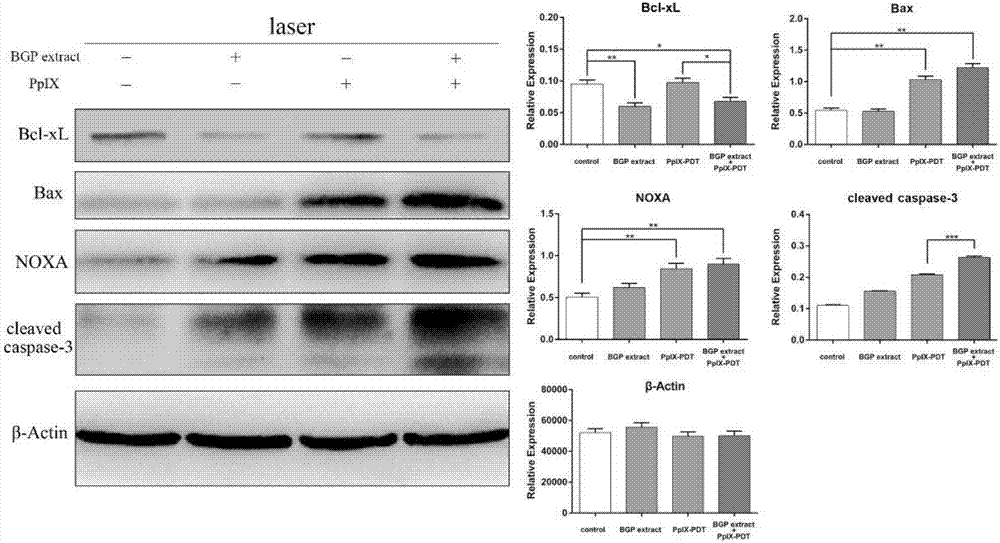 Application of Brazil green propolis in preparation of PDT antitumor synergistic drugs