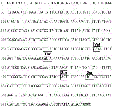 PCR detection method of photosystem II inhibitor herbicide resistant digitaria sanguinalis