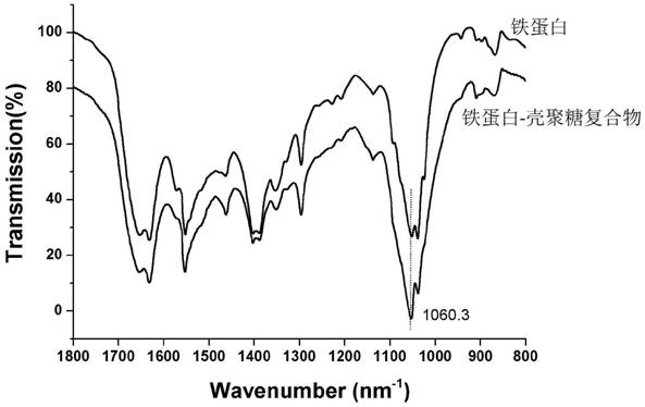 A kind of method utilizing transglutaminase and chitosan to prepare ferritin-chitosan complex