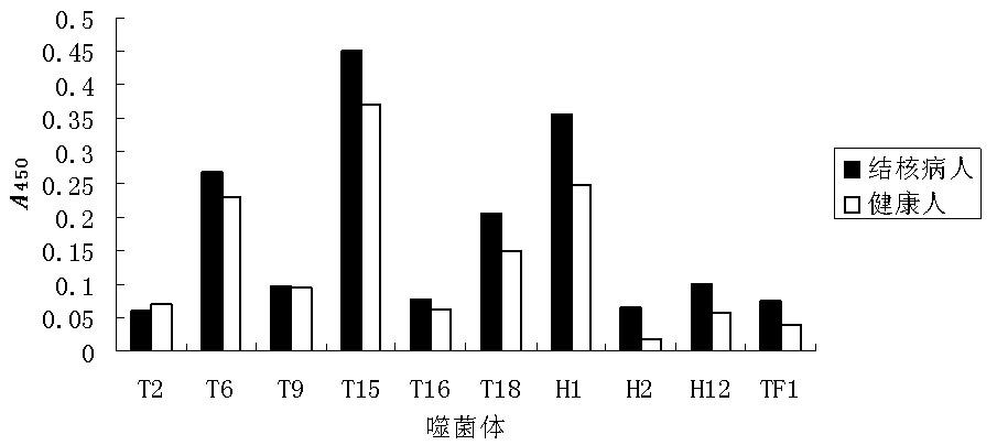 Mycobacterium tuberculosis antibody binding peptide and application thereof