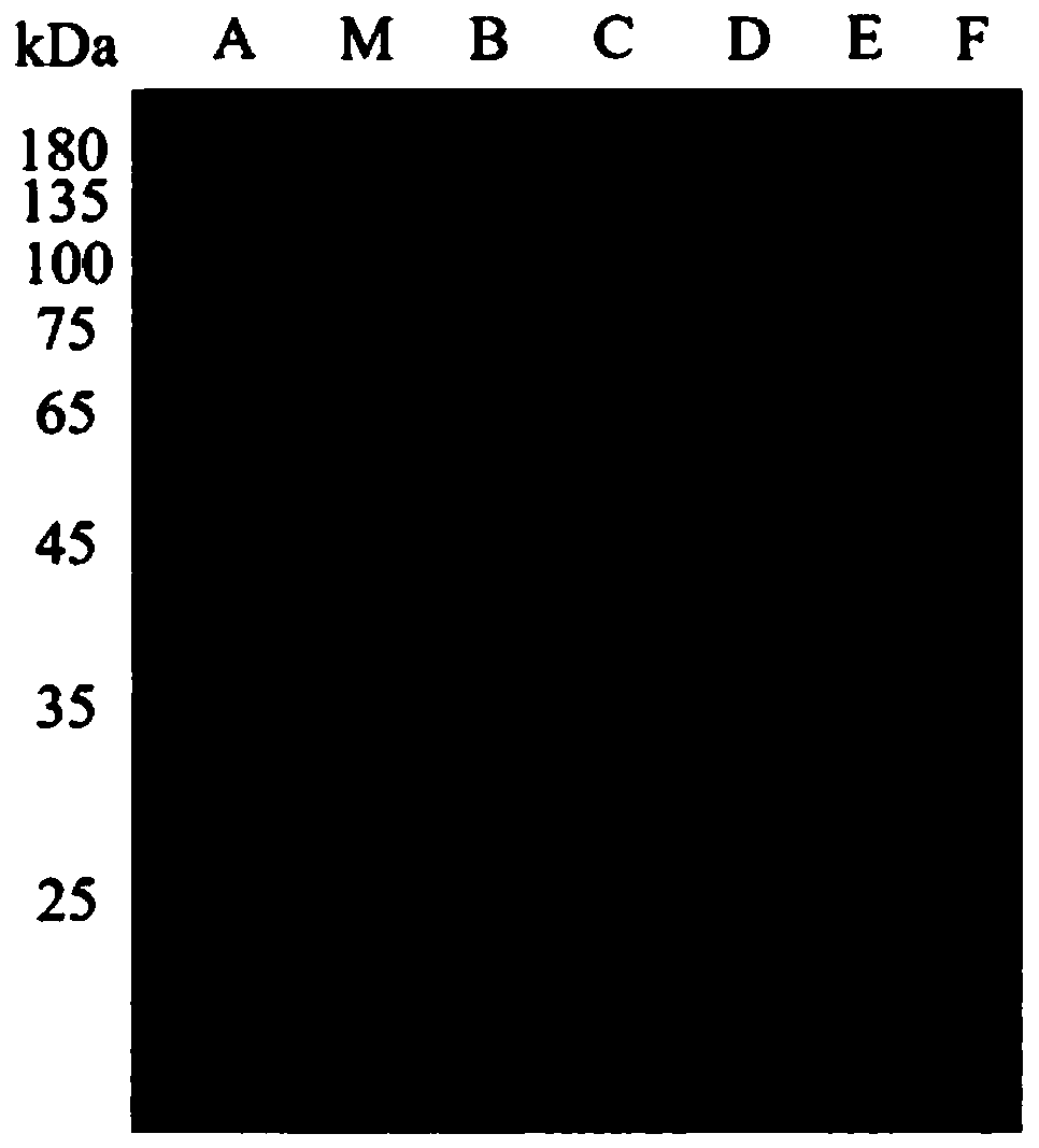 40 DEG C high-specific-activity xylanase mutant and construction method and application thereof