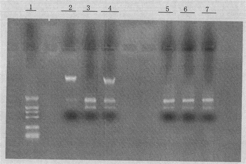 Ribonucleic acid (RNA) extraction kit without deoxyribonucleic acid (DNA) residues and RNA extraction method