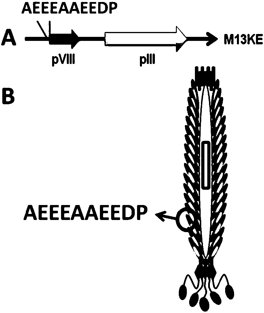 Micro-electrolysis system and its preparation method and application