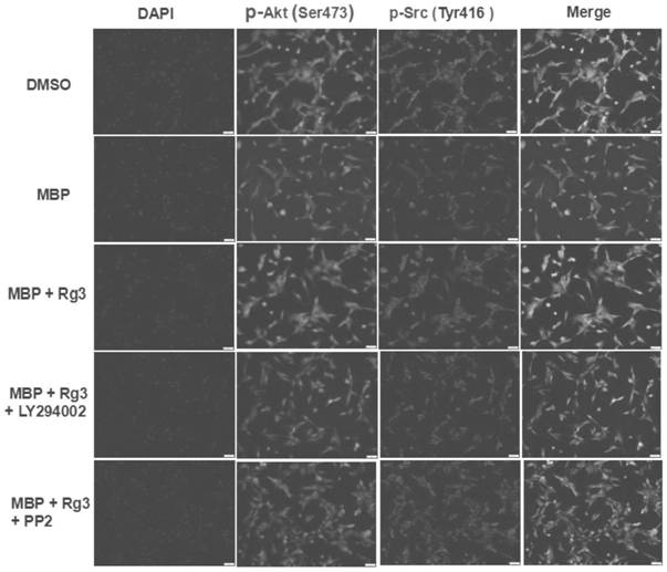 Application of c-Src/PI3K signal channel in reproductive injury protection