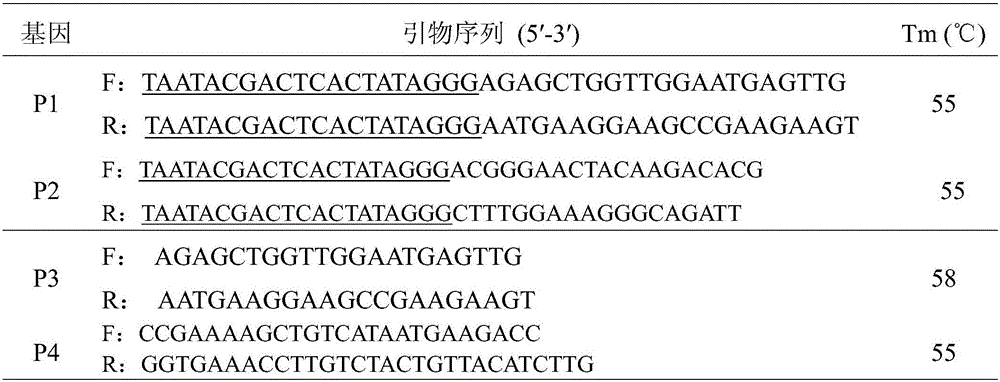 A kind of ecdysone receptor gene usp dsRNA and its application in controlling aphid damage