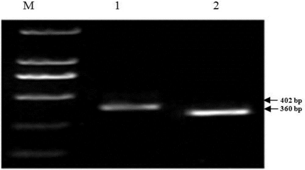 A kind of ecdysone receptor gene usp dsRNA and its application in controlling aphid damage