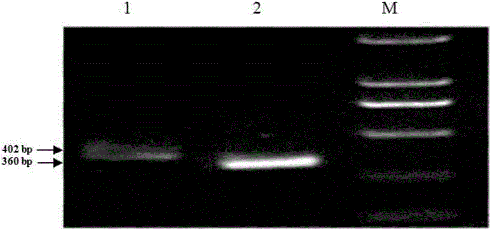 A kind of ecdysone receptor gene usp dsRNA and its application in controlling aphid damage