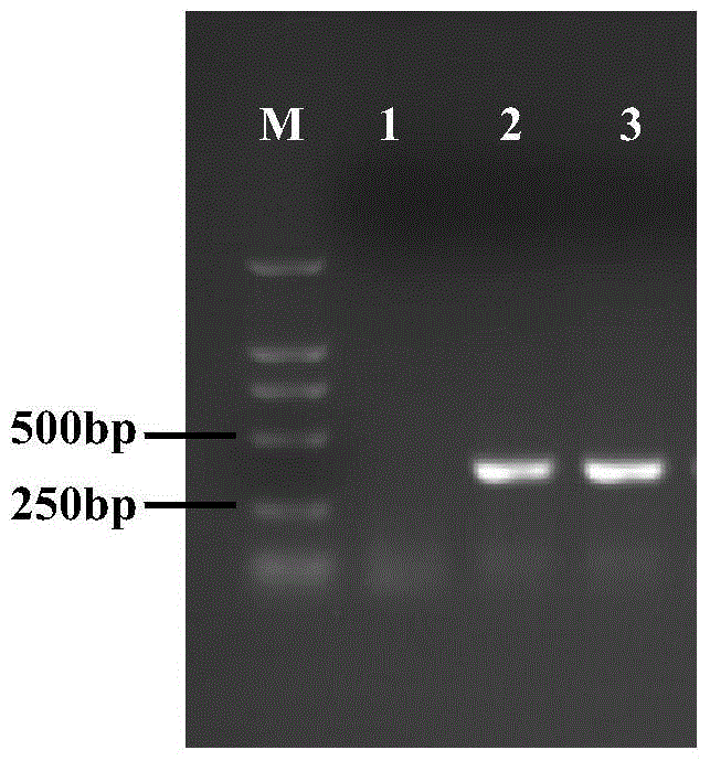 Strawberry auxin synthesis rate-limiting enzyme fayuc11 gene and its application