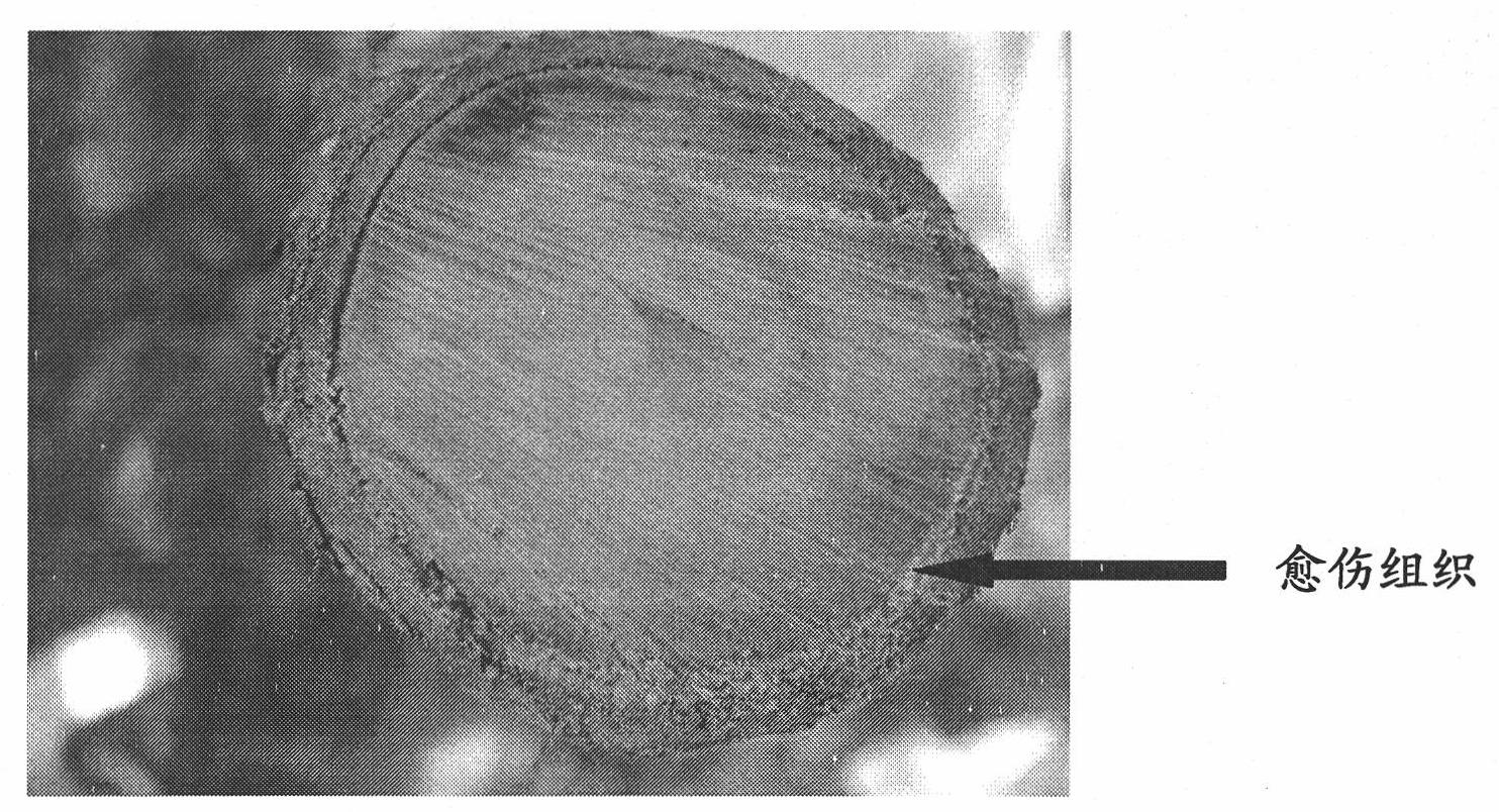 Method for quickly obtaining autopolyploid of jujube tree in field