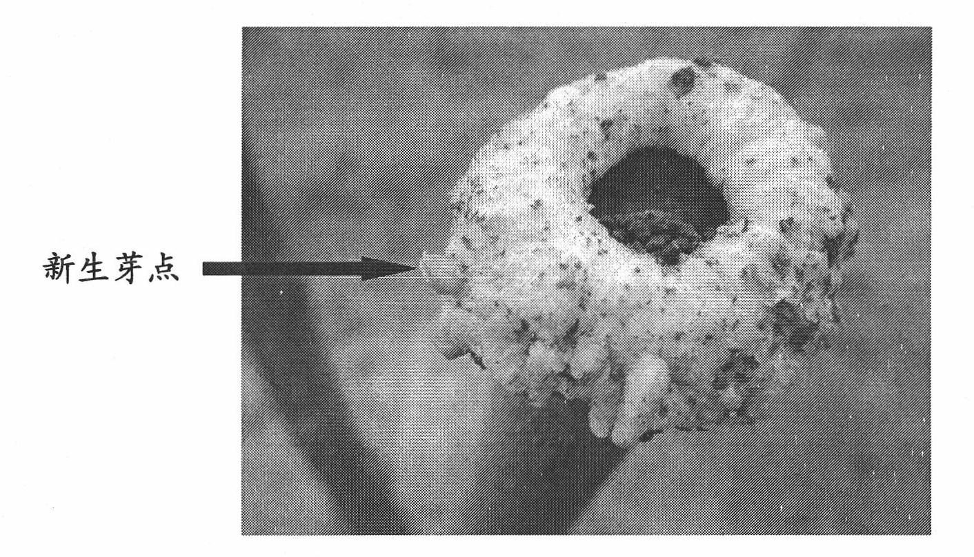 Method for quickly obtaining autopolyploid of jujube tree in field