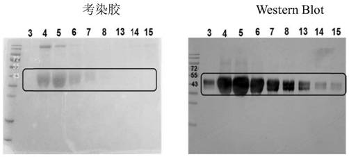 Human mesothelin chimeric antigen receptor, its T cell, its preparation method and application