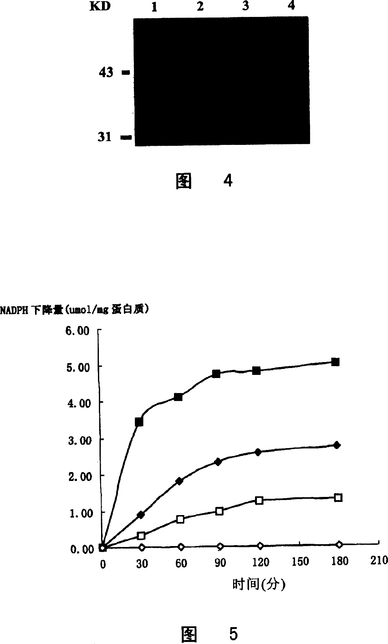 New human-phosphoguanosine reductase, its coding sequence and application