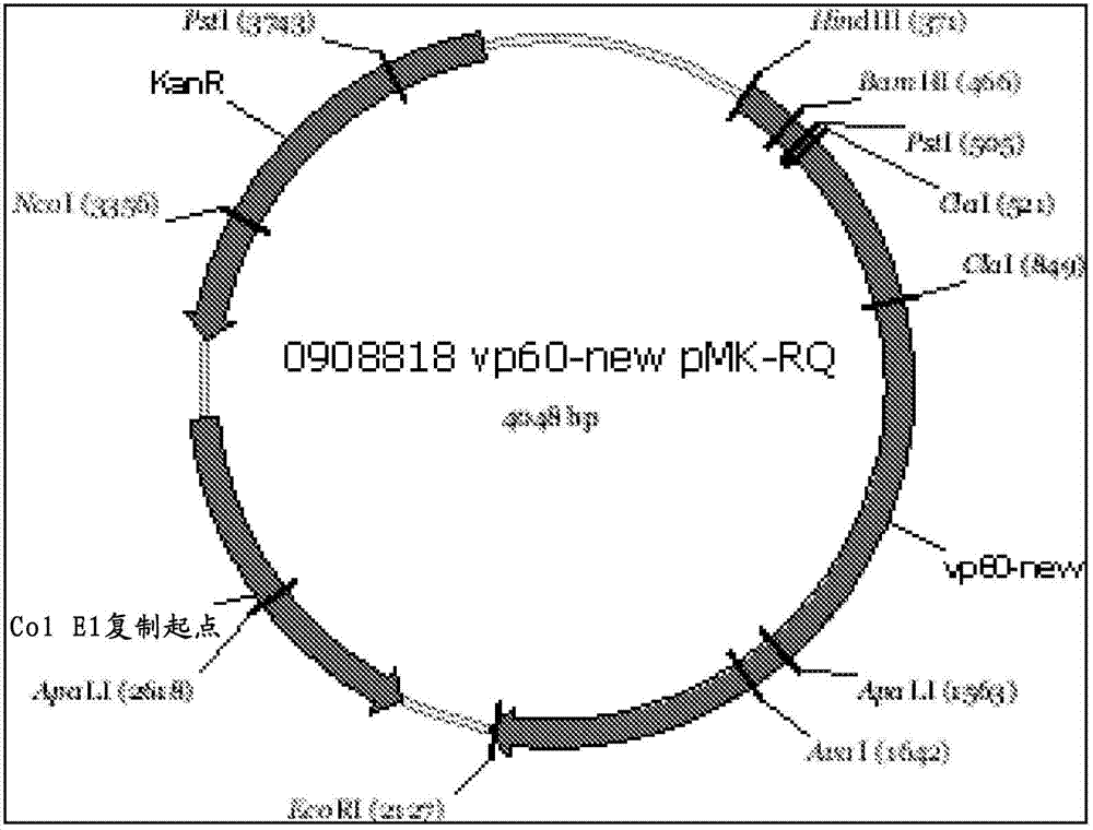 Parapoxvirus expressing the vp60 major capsid protein of the rabbit haemorrhagic disease virus