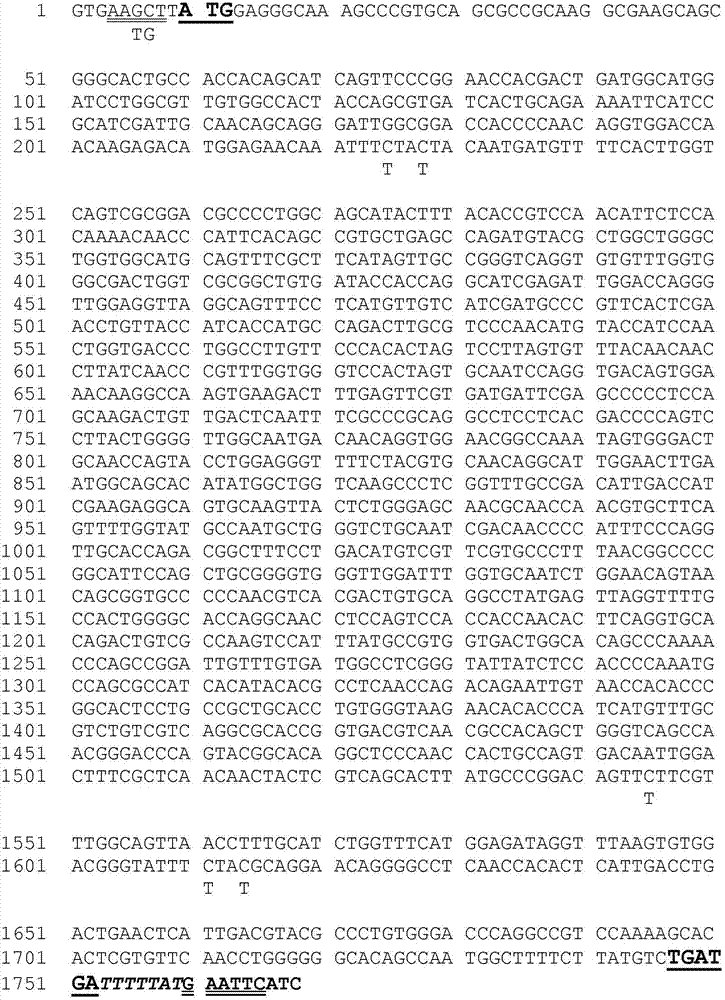 Parapoxvirus expressing the vp60 major capsid protein of the rabbit haemorrhagic disease virus