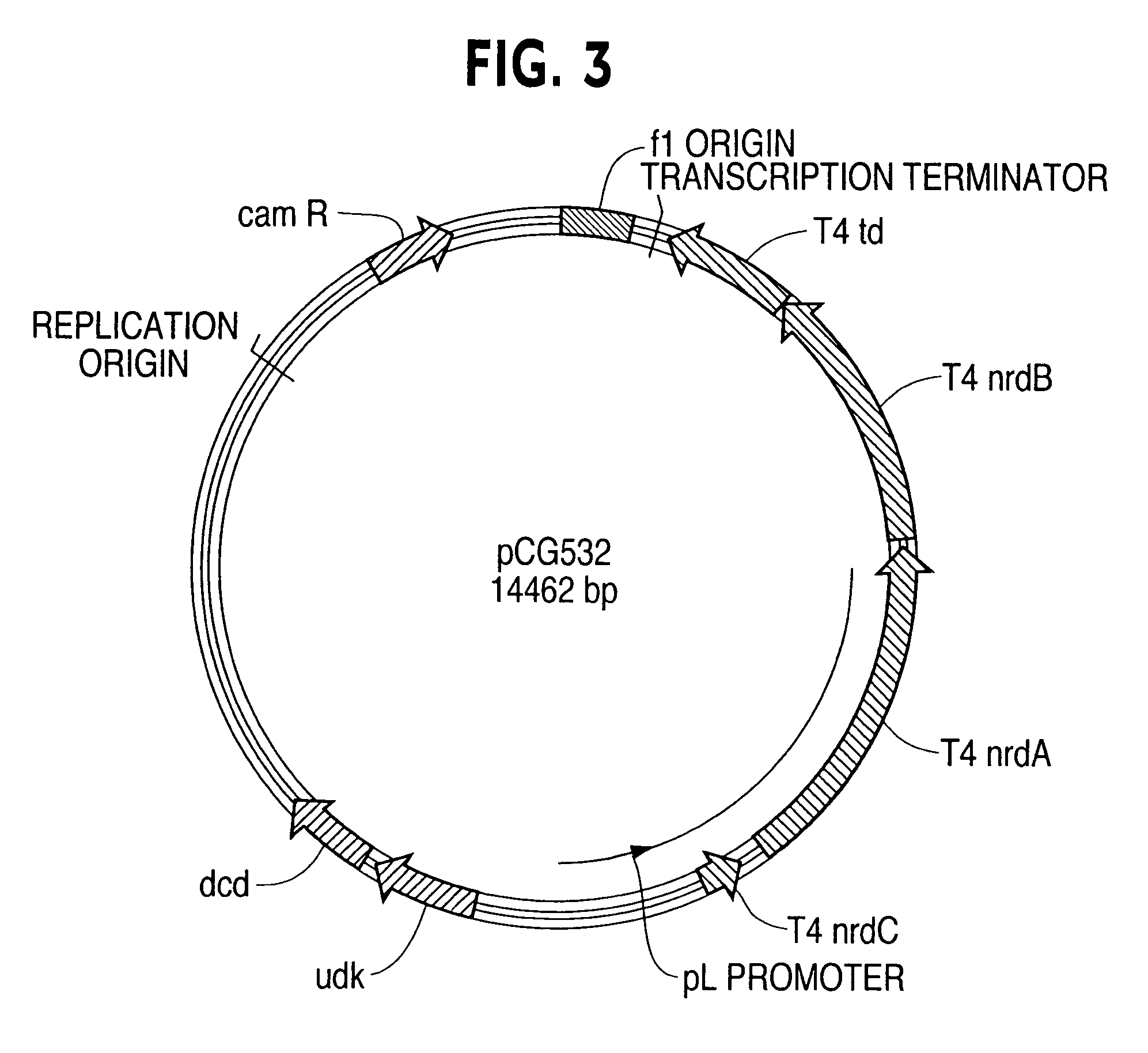 Vectors, cells and processes for pyrimidine deoxyribonucleosides production