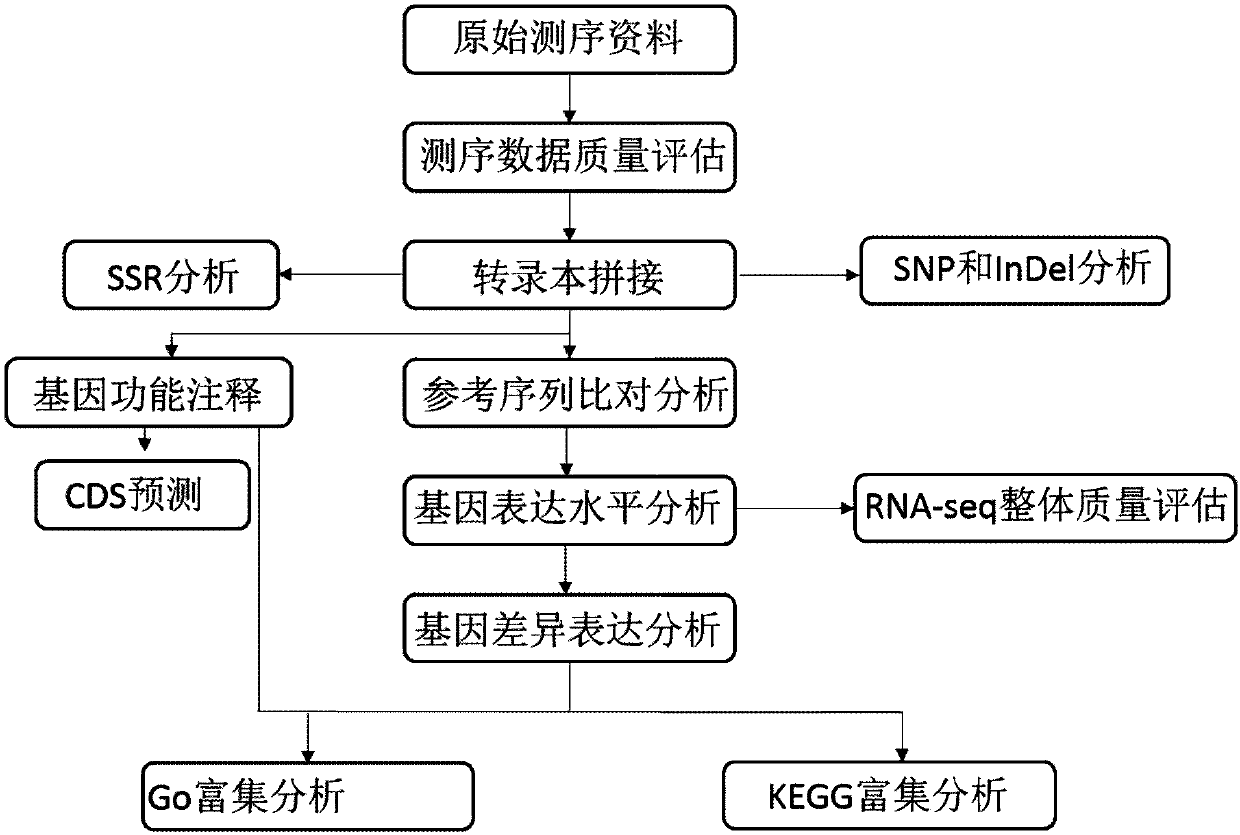 Method for developing bidens bipinnata plant SSR (Simple Sequence Repeats) primer based on transcriptome sequencing