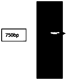 Cultivation method of transgenic rice sterile line based on UDT1 gene