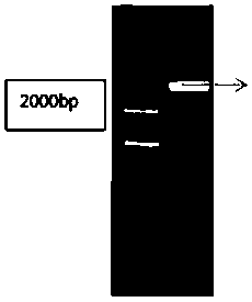 Cultivation method of transgenic rice sterile line based on UDT1 gene