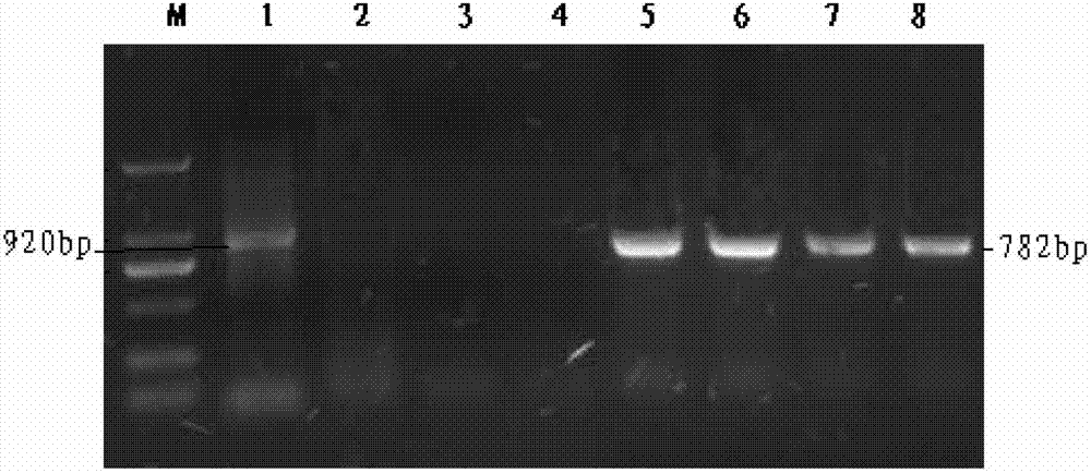 Amplification method of porcine epidemic diarrhea virus S-gene epitope