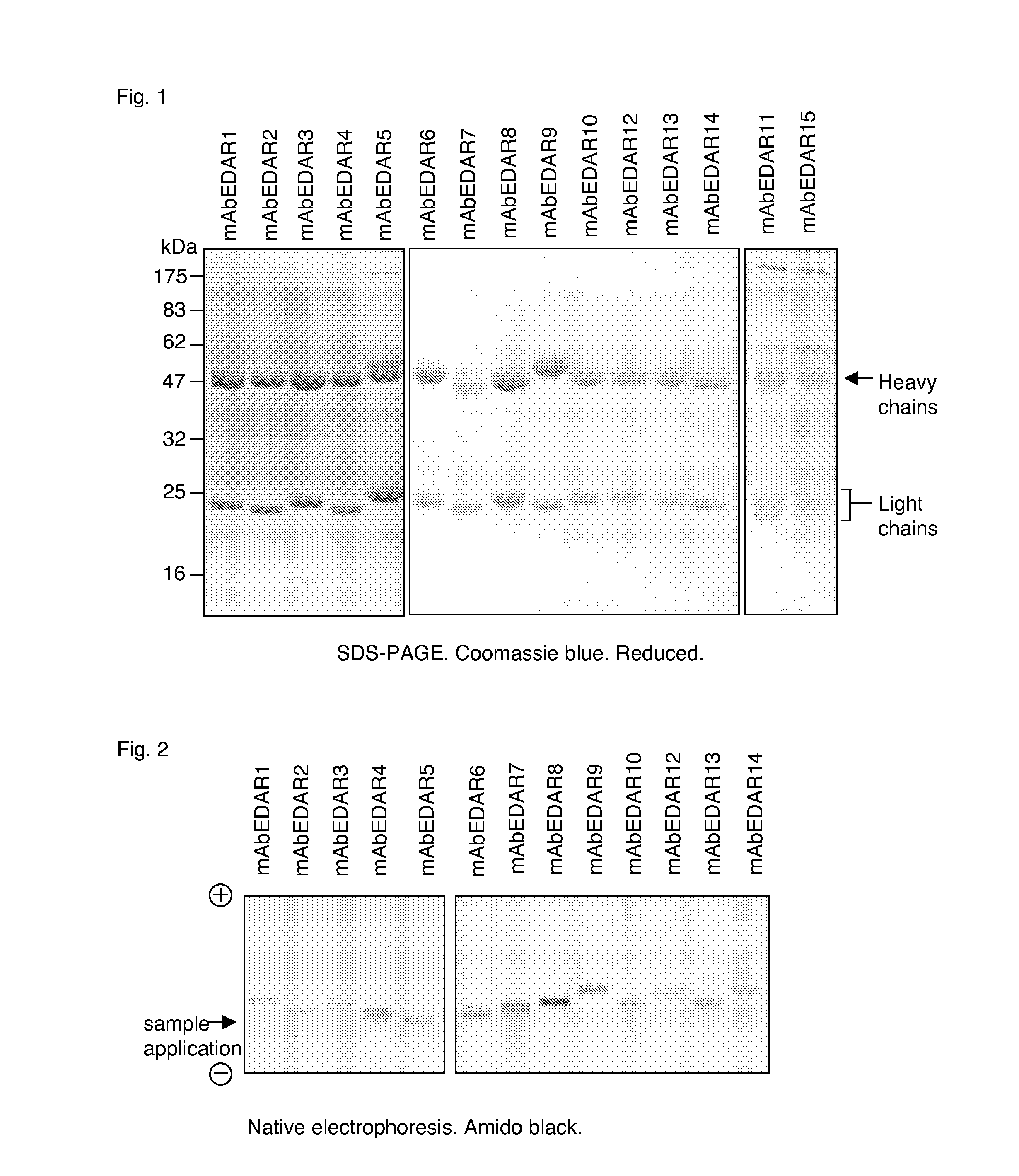 Preparation of isolated agonist anti-EDAR monoclonal antibodies