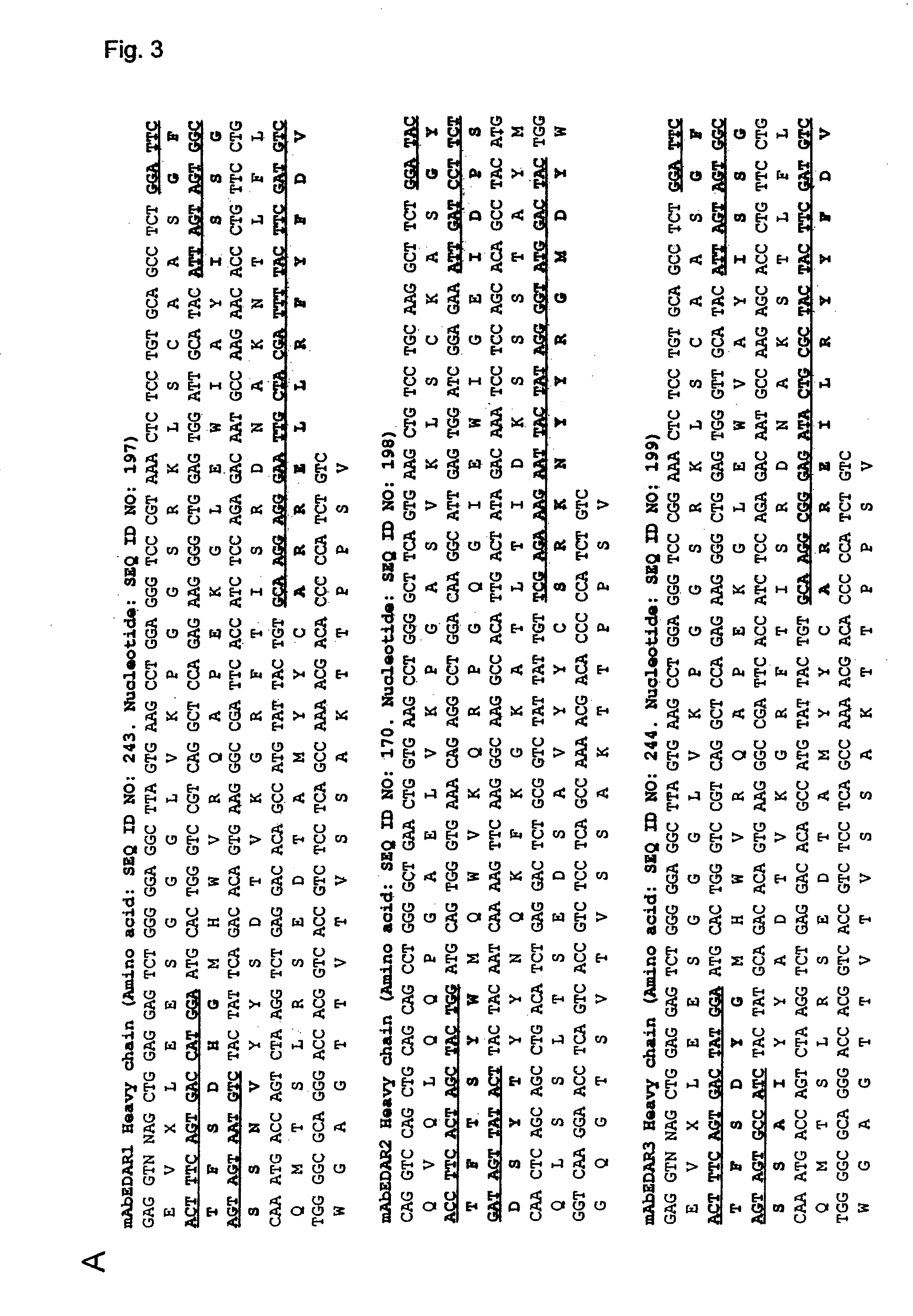 Preparation of isolated agonist anti-EDAR monoclonal antibodies