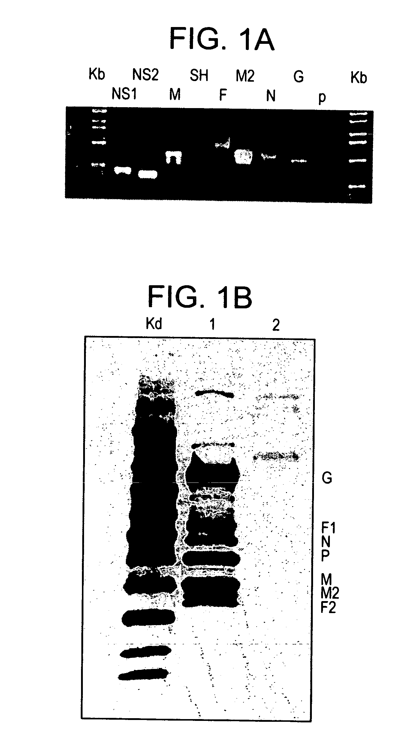 Gene expression vaccine