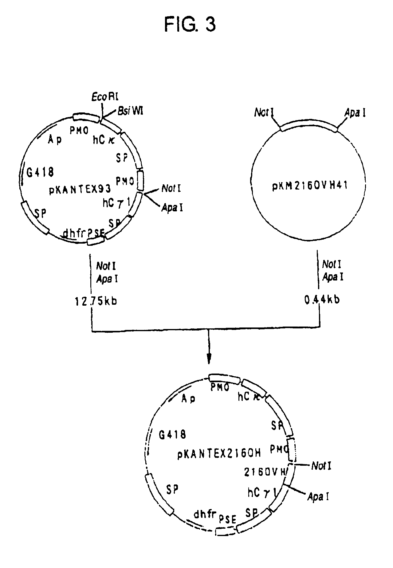 Recombinant antibody and antibody fragment