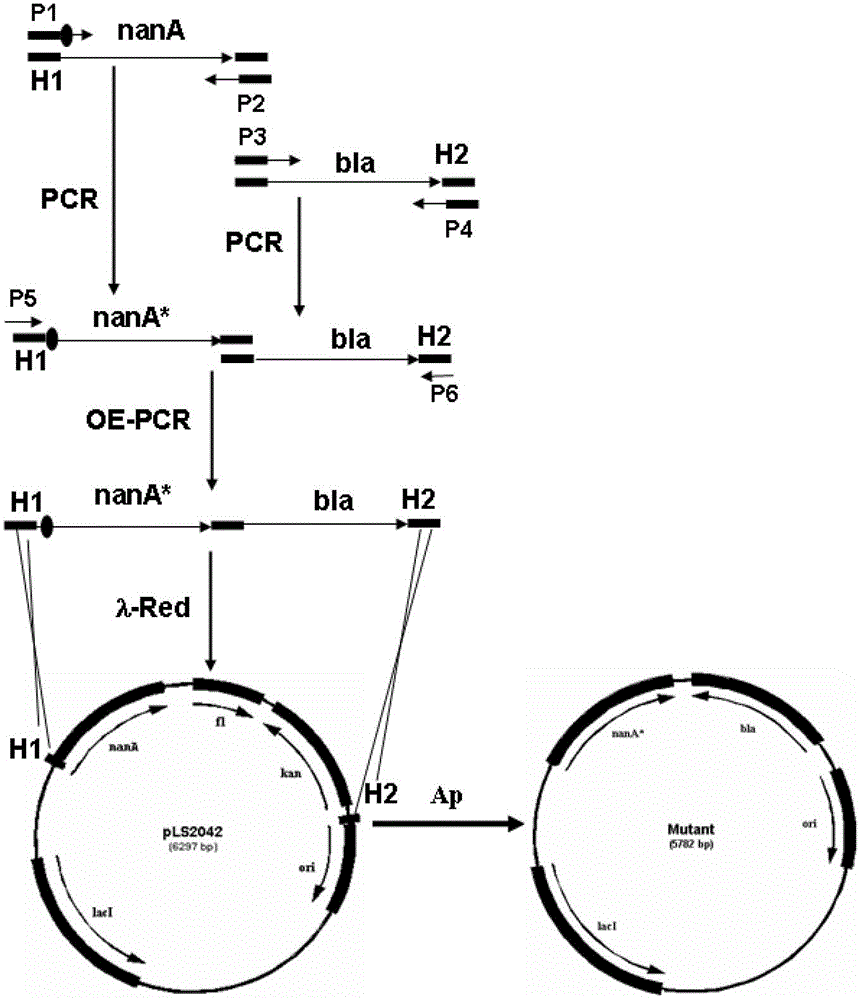 Re-engineering mediated site-directed mutagenesis method