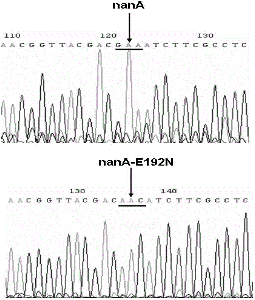 Re-engineering mediated site-directed mutagenesis method