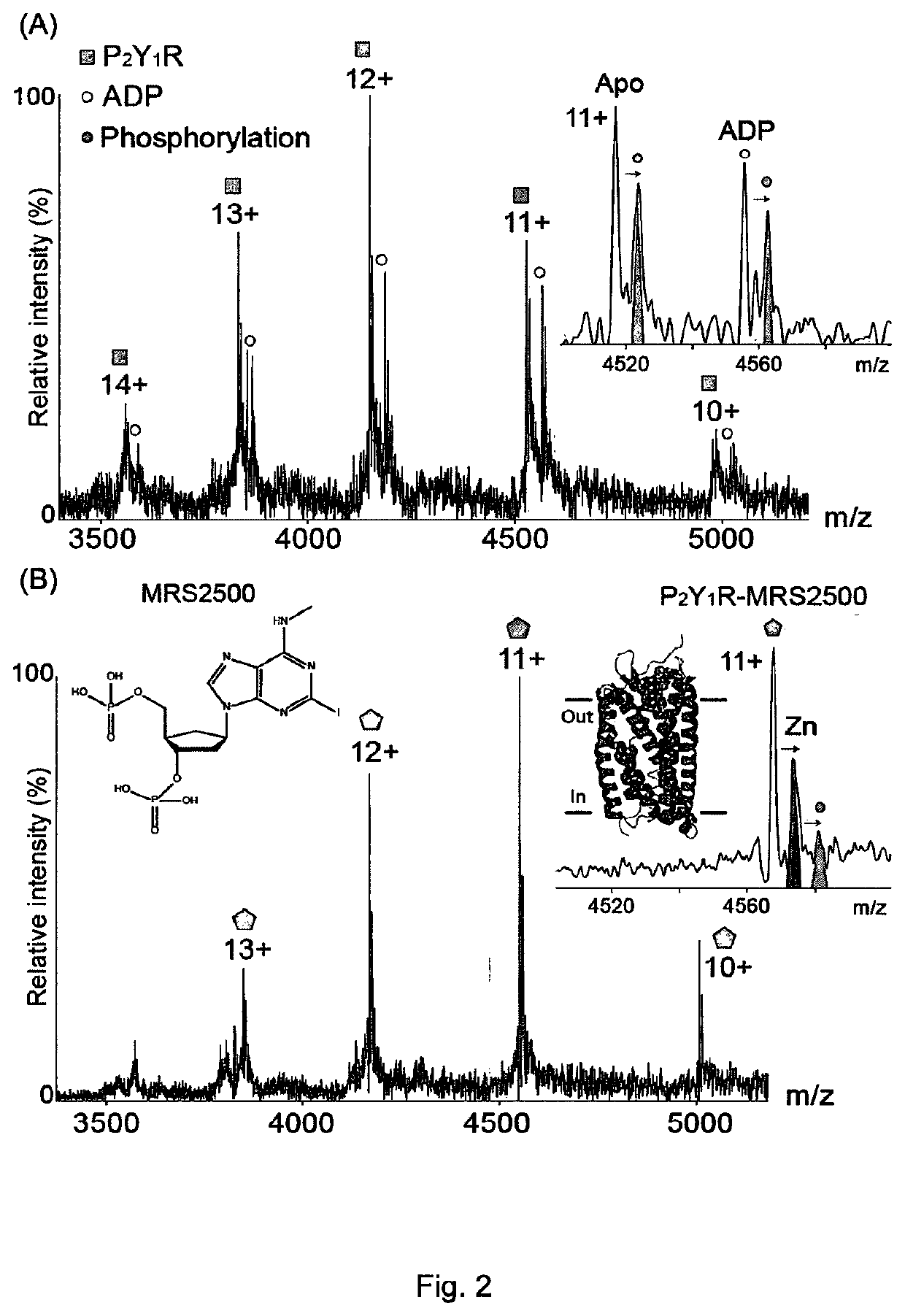 Detection of membrane proteins