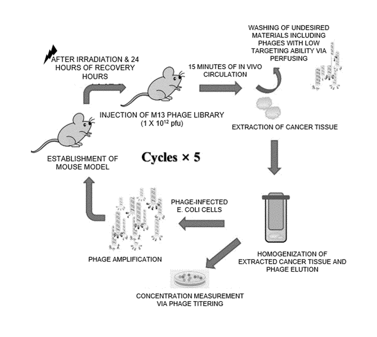 Peptides for targeting gastric cancer, and medical use tehreof