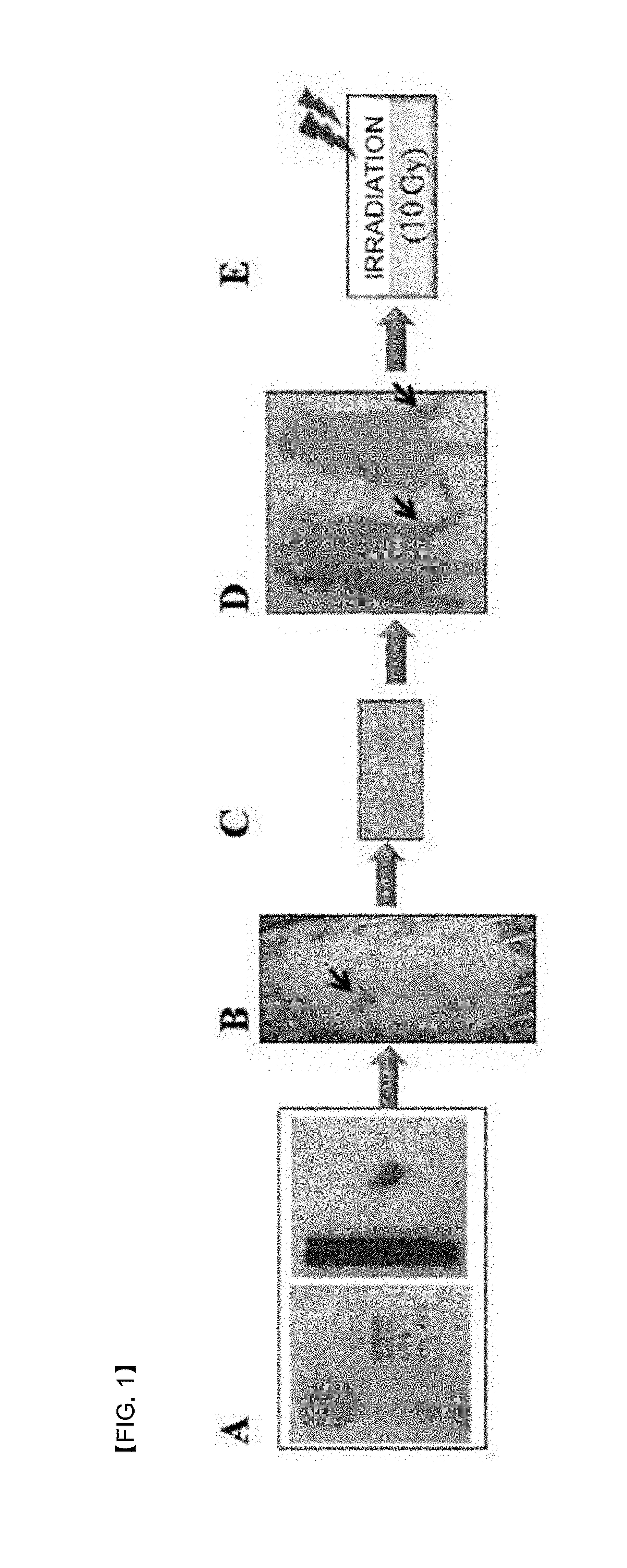 Peptides for targeting gastric cancer, and medical use tehreof