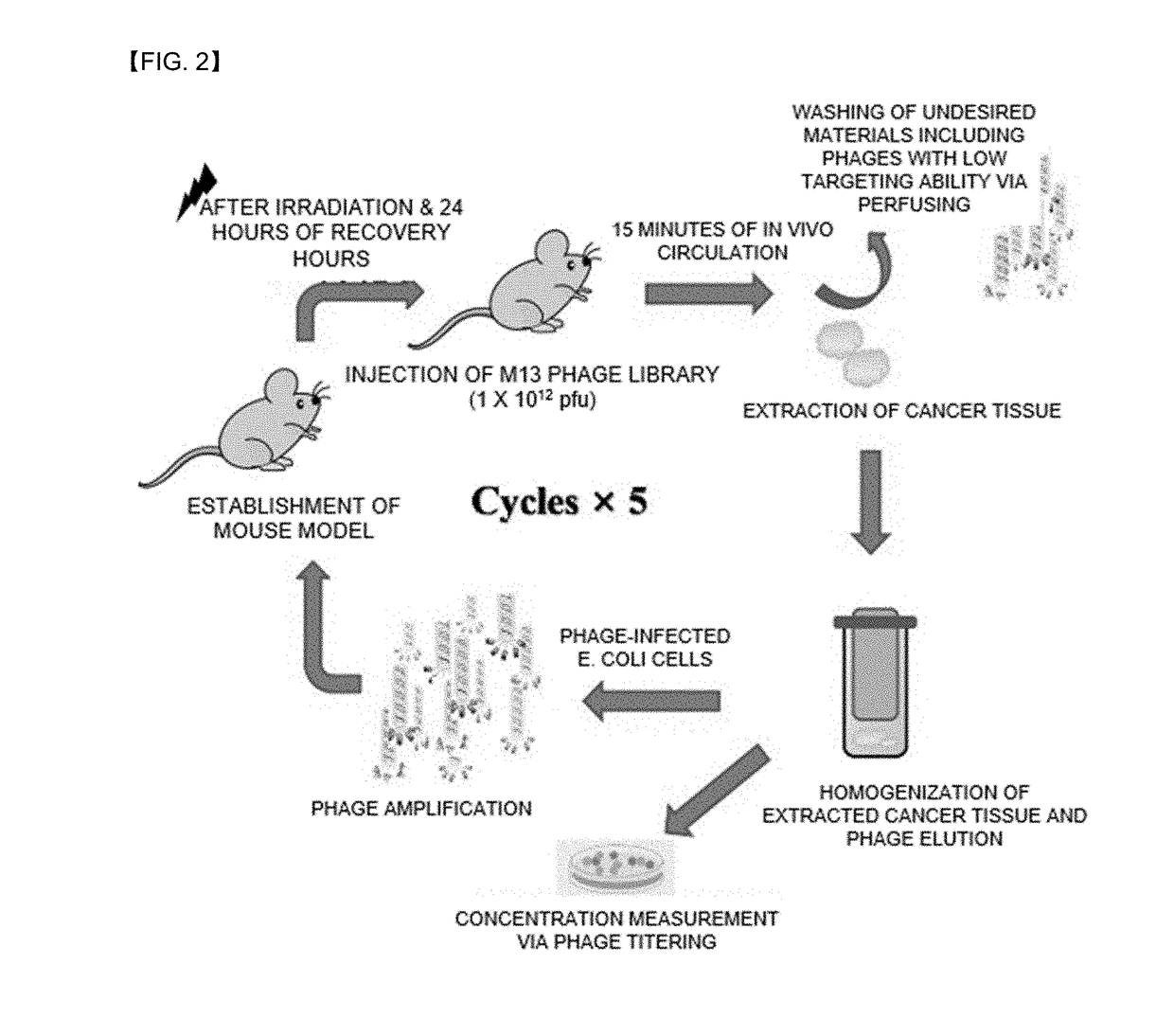 Peptides for targeting gastric cancer, and medical use tehreof