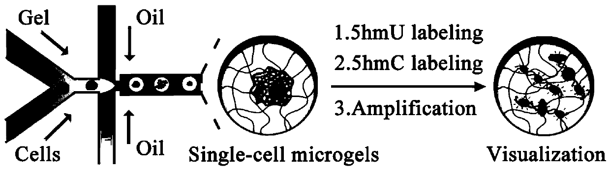 High-throughput single-cell genome 5-hydroxymethylpyrimidine single-molecule visual analysis method