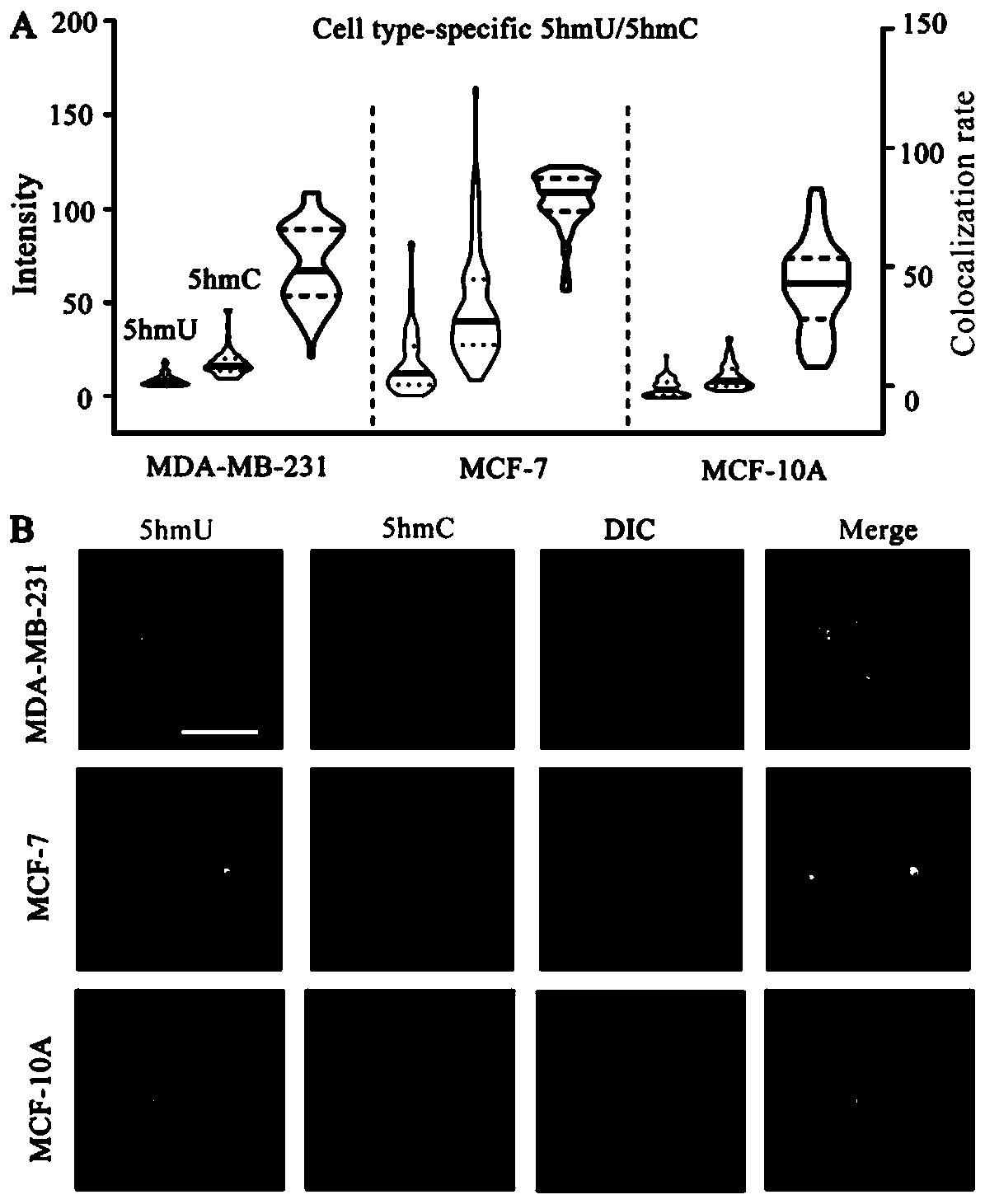 High-throughput single-cell genome 5-hydroxymethylpyrimidine single-molecule visual analysis method