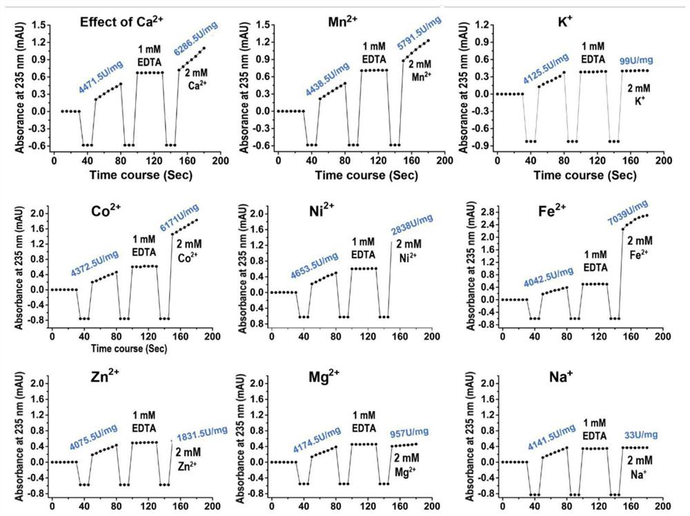 Alginate lyase mutant capable of relieving dependence of divalent metal ions and application of alginate lyase mutant